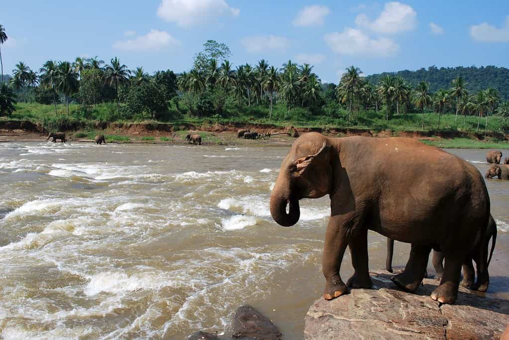 Pinnawala Elephant Orphanage 4 Pinnawala Elephant Orphanage