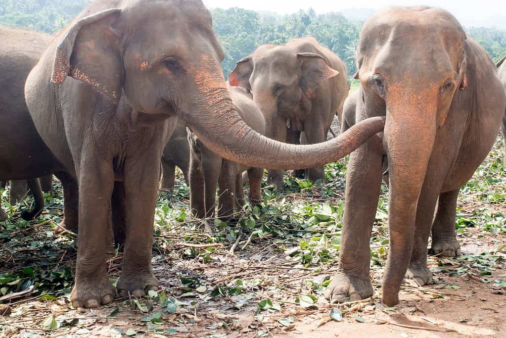 Pinnawala Elephant Orphanage 6 Pinnawala Elephant Orphanage
