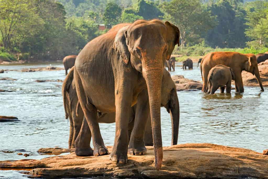 Pinnawala Elephant Orphanage 7 Pinnawala Elephant Orphanage