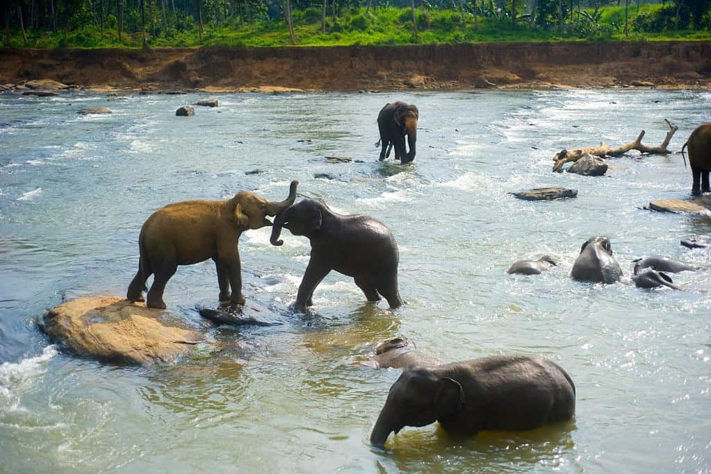 Pinnawala Elephant Orphanage 8 Pinnawala Elephant Orphanage