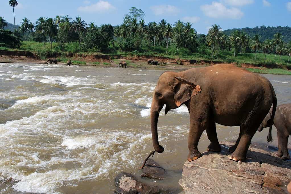 Pinnawala Elephant Orphanage 9 Pinnawala Elephant Orphanage