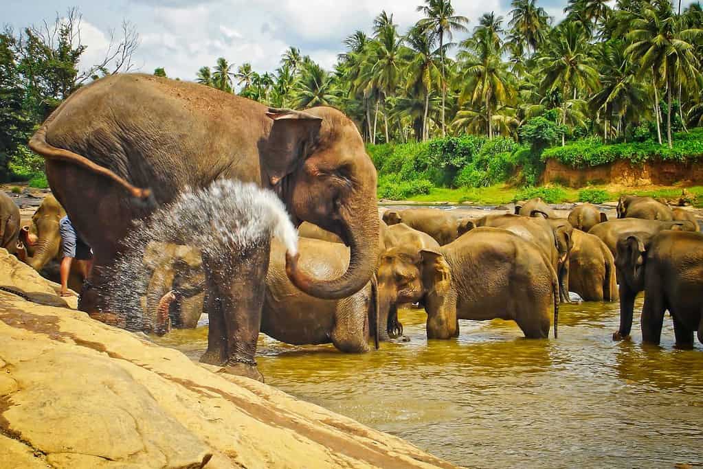 Pinnawala Elephant Orphanage Sri Lanka 1 Pinnawala Elephant Orphanage - Sri Lanka