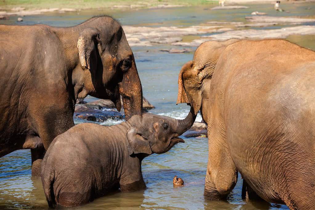 Pinnawala Elephant Orphanage Sri Lanka Pinnawala Elephant Orphanage Sri Lanka
