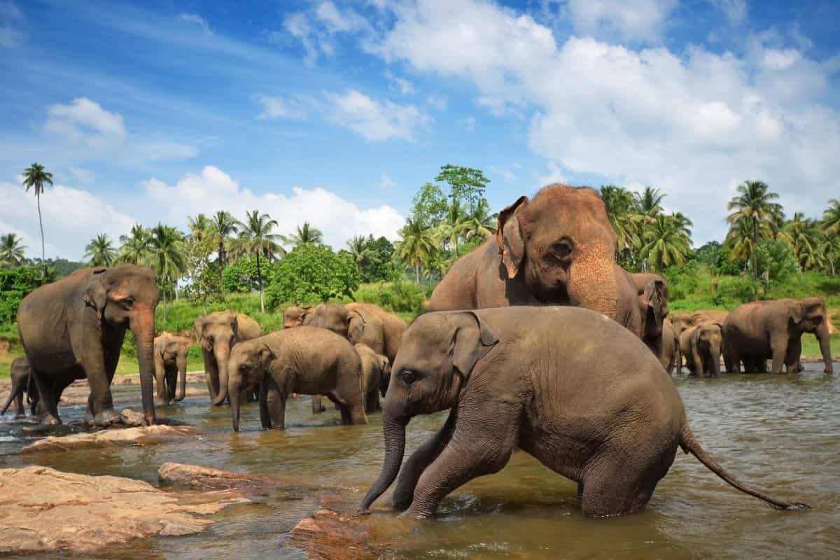 Pinnawala Elephant Orphanage - Sri Lanka