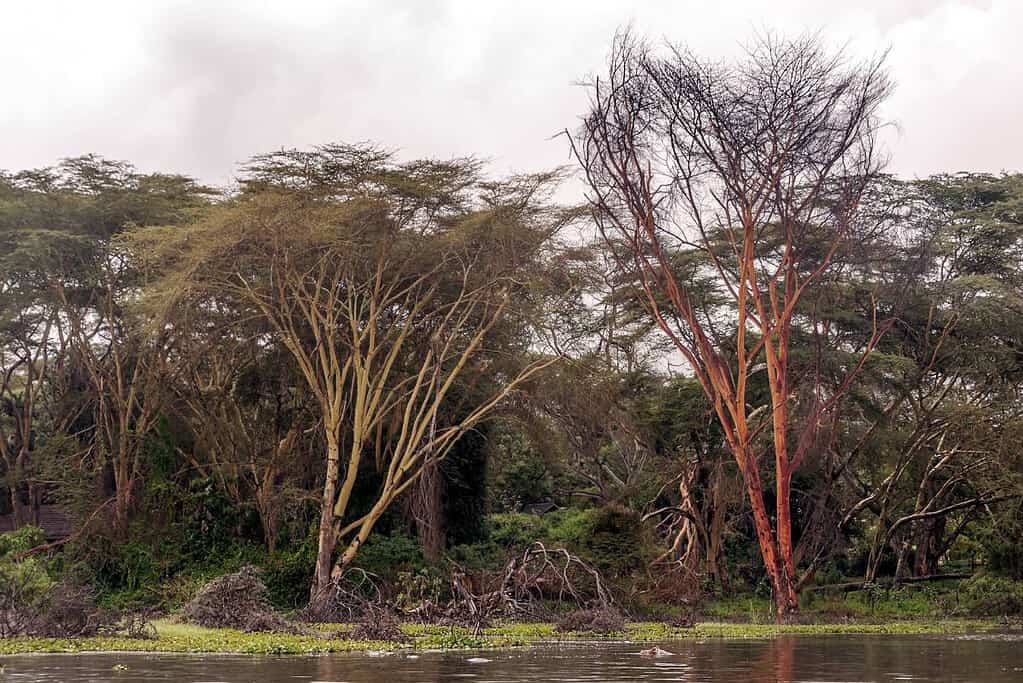 Sacred Mijikenda Kaya Forests UNESCO sites Sacred Mijikenda Kaya Forests