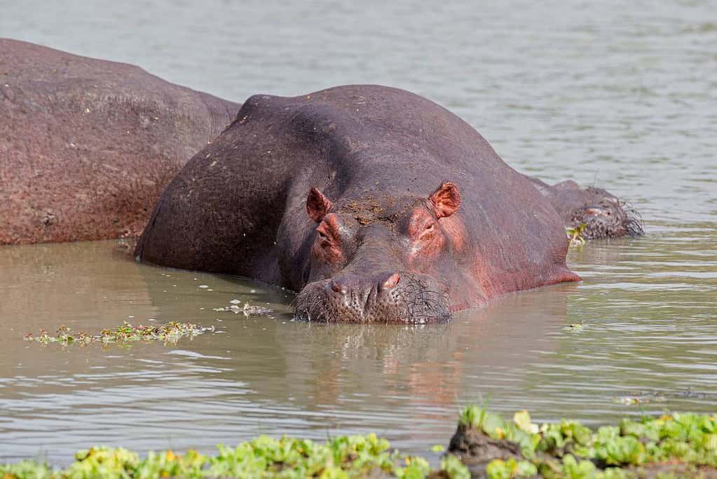 Selous Game Reserve UNESCO sites Selous Game Reserve