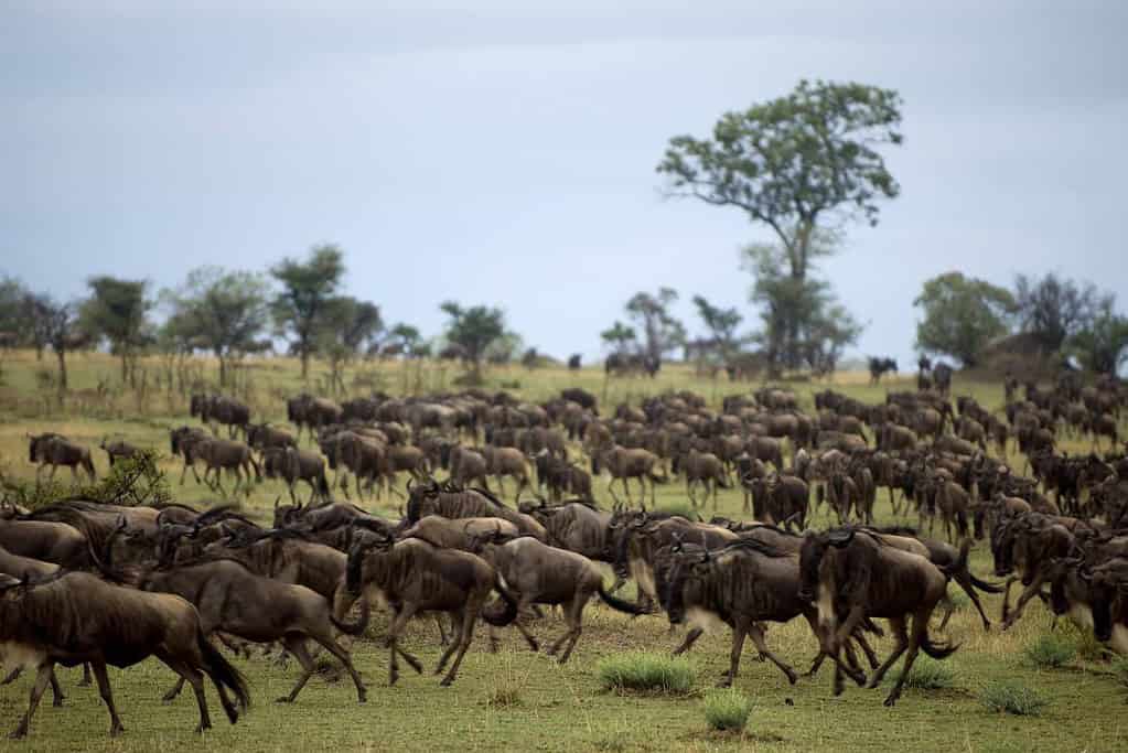 Serengeti National Park UNESCO sites Serengeti National Park