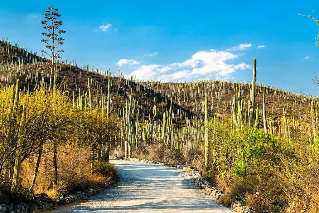 Tehuacan Cuicatlan Valley originary habitat of Mesoamerica UNESCO sites Tehuacán-Cuicatlán Valley_ originary habitat of Mesoamerica