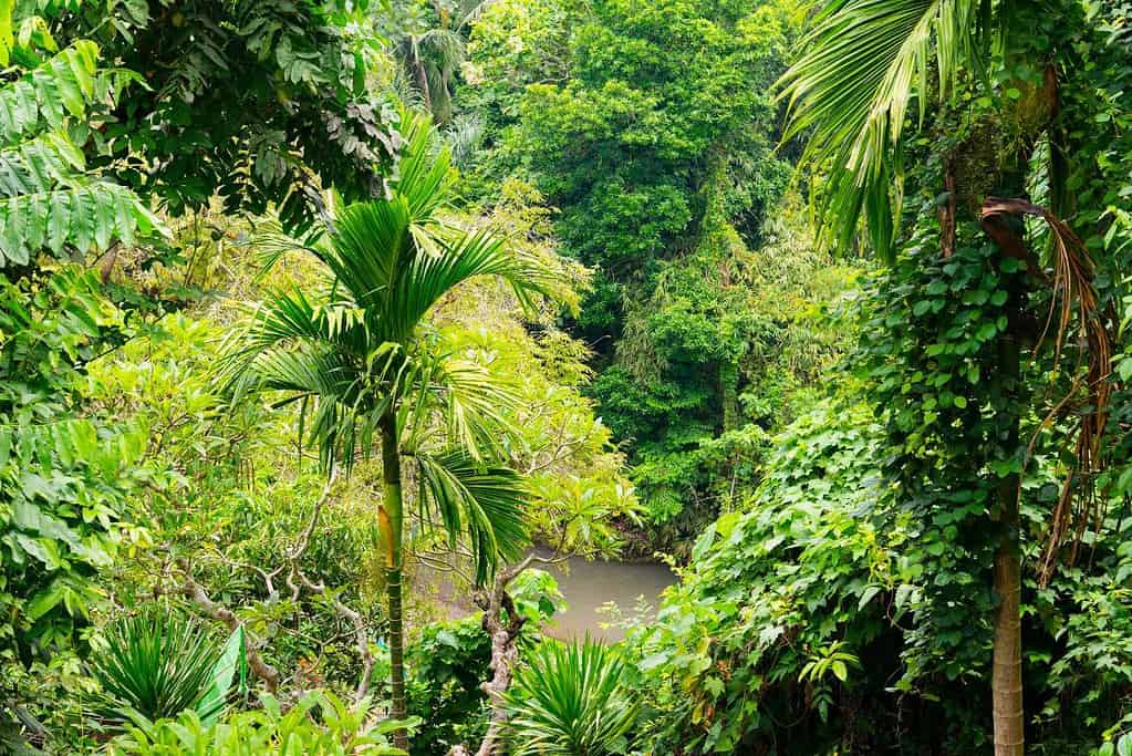 Tropical Rainforest Heritage of Sumatra UNESCO sites Tropical Rainforest Heritage of Sumatra