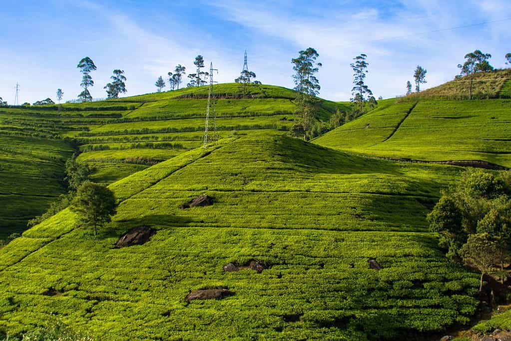 Visit Nuwara Eliya town Visit Nuwara Eliya town