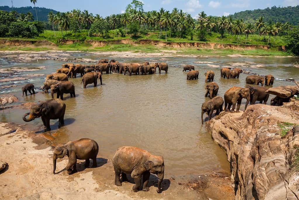 Visit Pinnawala Elephant Orphanage Visit Pinnawala Elephant Orphanage
