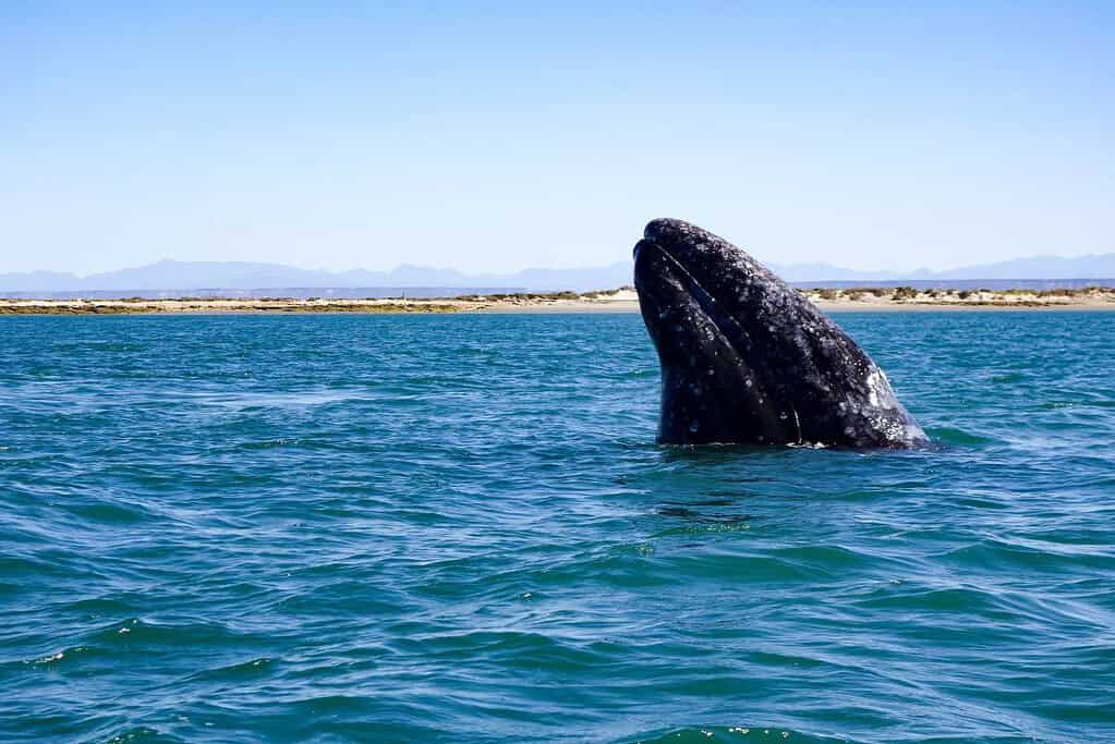 Whale Sanctuary of El Vizcaino UNESCO sites Whale Sanctuary of El Vizcaino