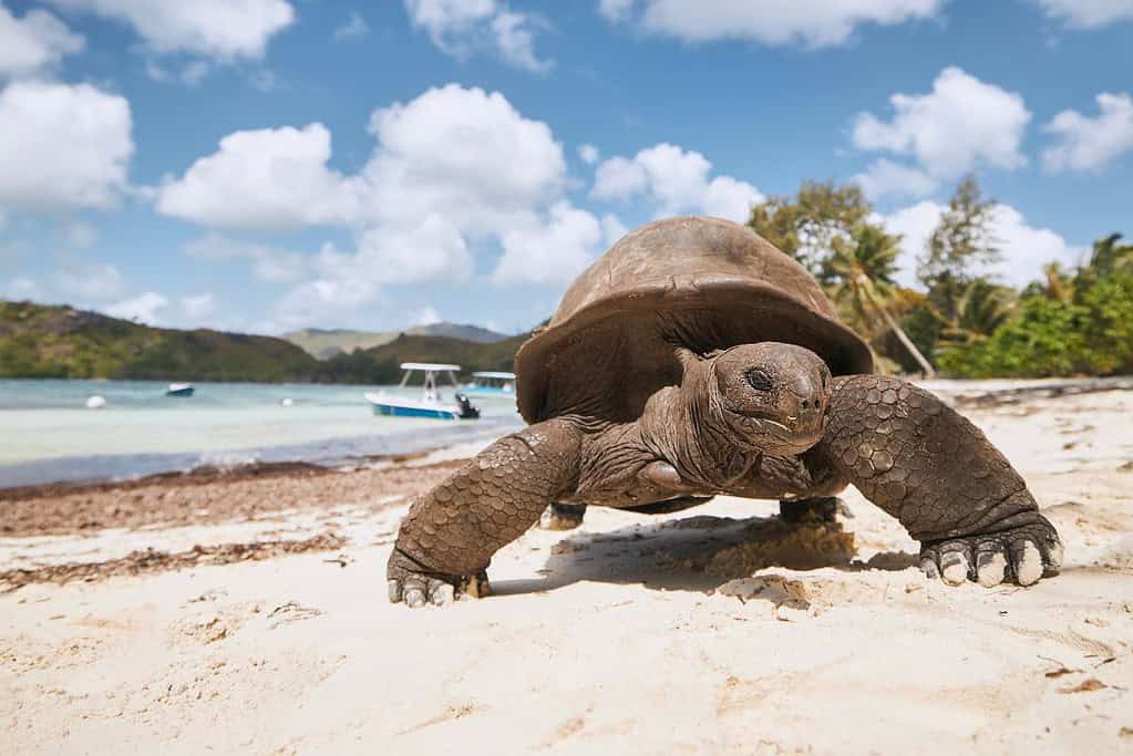 Aldabra Atoll UNESCO sites Aldabra Atoll