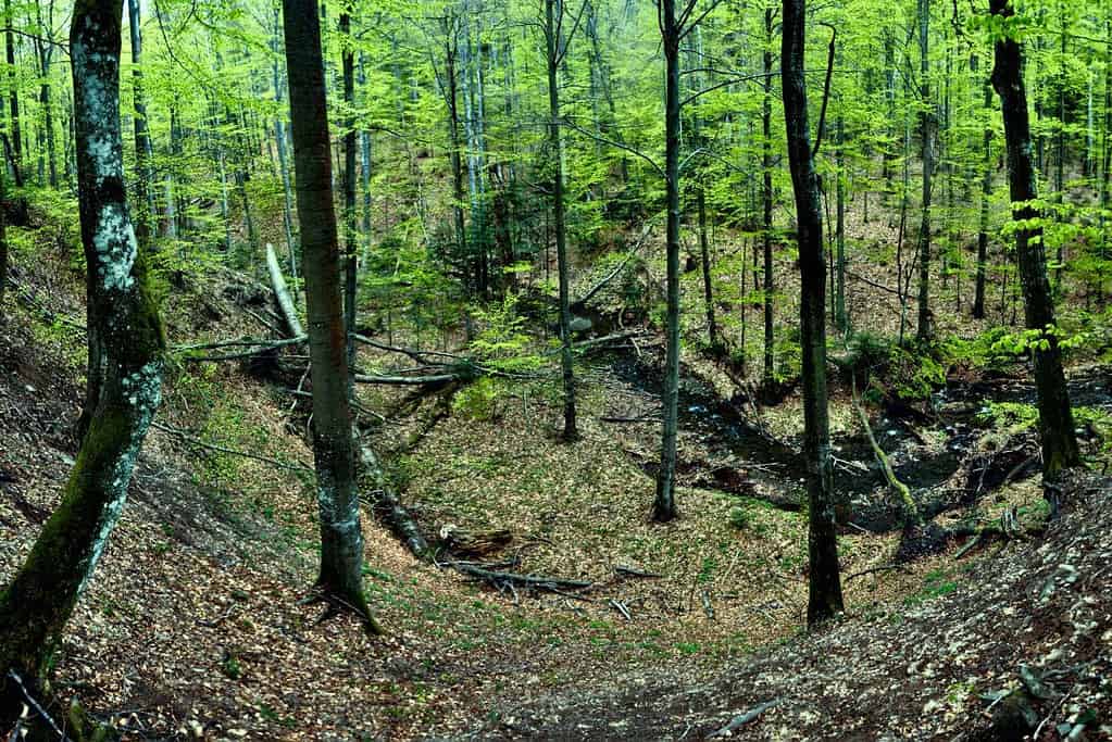 Ancient and Primeval Beech Forests of the Carpathians and Other Regions of Europe 1 UNESCO sites Ancient and Primeval Beech Forests of the Carpathians and Other Regions of Europe