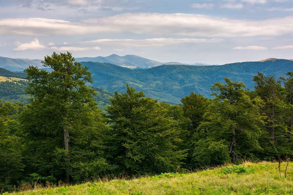 Ancient and Primeval Beech Forests of the Carpathians and Other Regions of Europe UNESCO sites Ancient and Primeval Beech Forests of the Carpathians and Other Regions of Europe