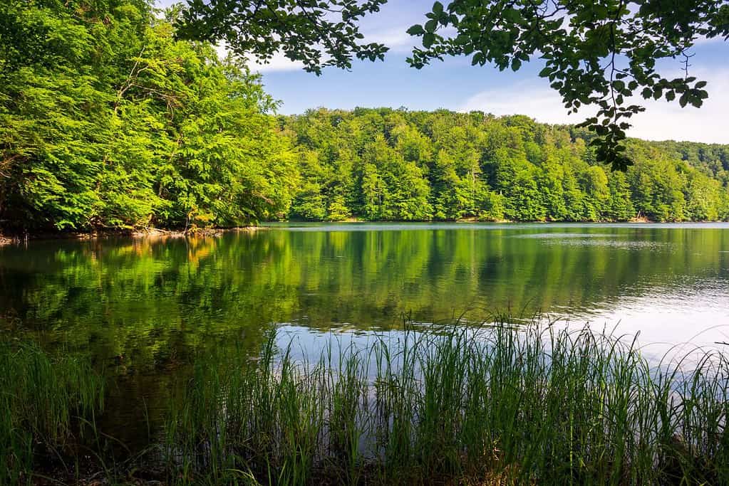 Ancient and Primeval Beech Forests of the Carpathians and Other Regions of Europe 2 UNESCO sites Ancient and Primeval Beech Forests of the Carpathians and Other Regions of Europe