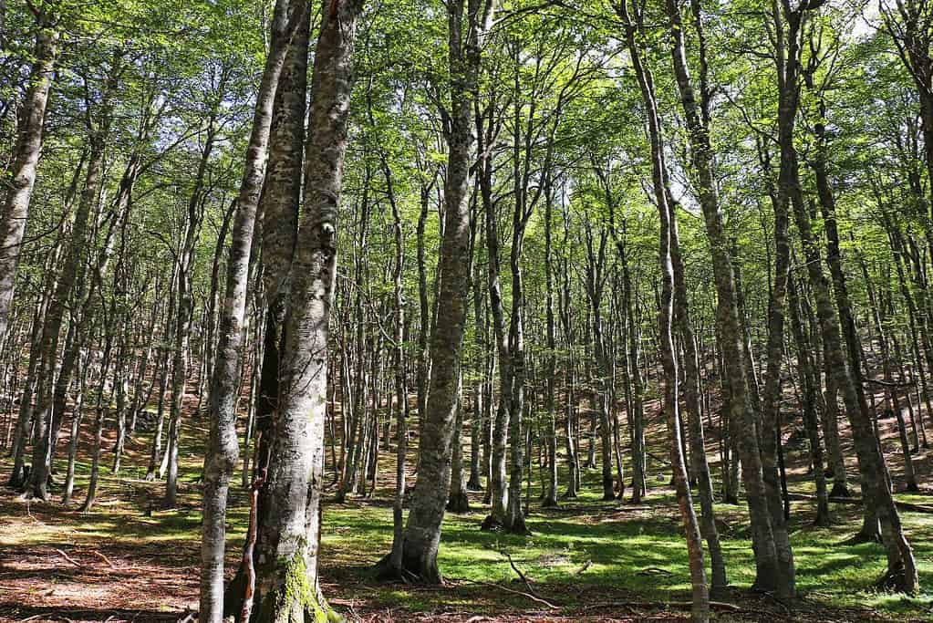 Ancient and Primeval Beech Forests of the Carpathians and Other Regions of Europe 3 UNESCO sites Ancient and Primeval Beech Forests of the Carpathians and Other Regions of Europe