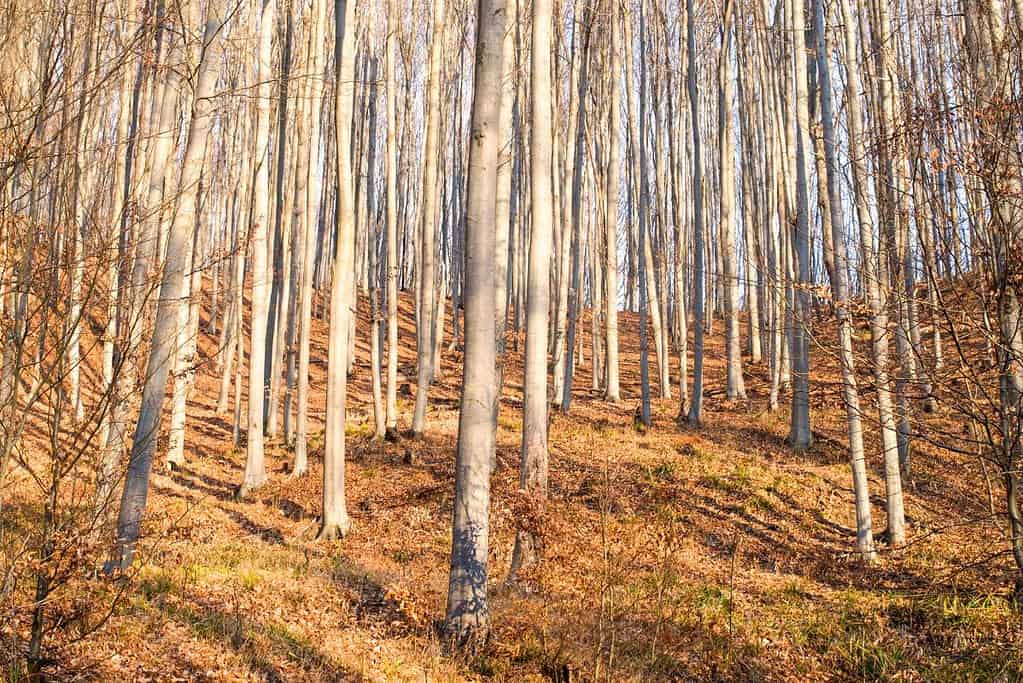 Ancient and Primeval Beech Forests of the Carpathians and Other Regions of Europe 4 UNESCO sites Ancient and Primeval Beech Forests of the Carpathians and Other Regions of Europe