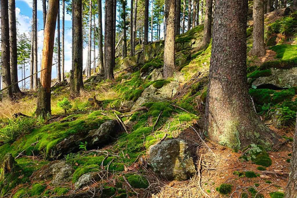 Ancient and Primeval Beech Forests of the Carpathians and Other Regions of Europe 5 UNESCO sites Ancient and Primeval Beech Forests of the Carpathians and Other Regions of Europe