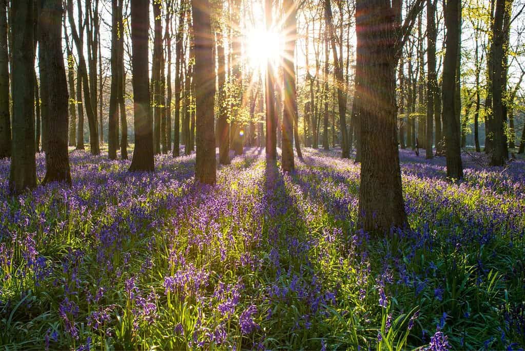 Ancient and Primeval Beech Forests of the Carpathians and Other Regions of Europe 6 UNESCO sites Ancient and Primeval Beech Forests of the Carpathians and Other Regions of Europe