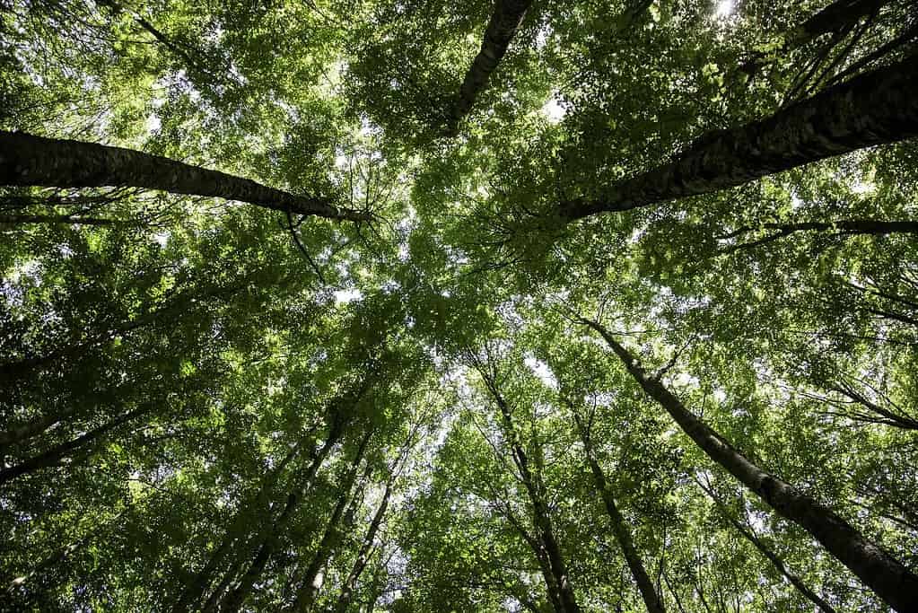 Ancient and Primeval Beech Forests of the Carpathians and Other Regions of Europe 7 UNESCO sites Ancient and Primeval Beech Forests of the Carpathians and Other Regions of Europe