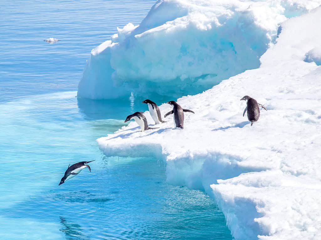 Antarctica Tours Polar Antarctica Tours