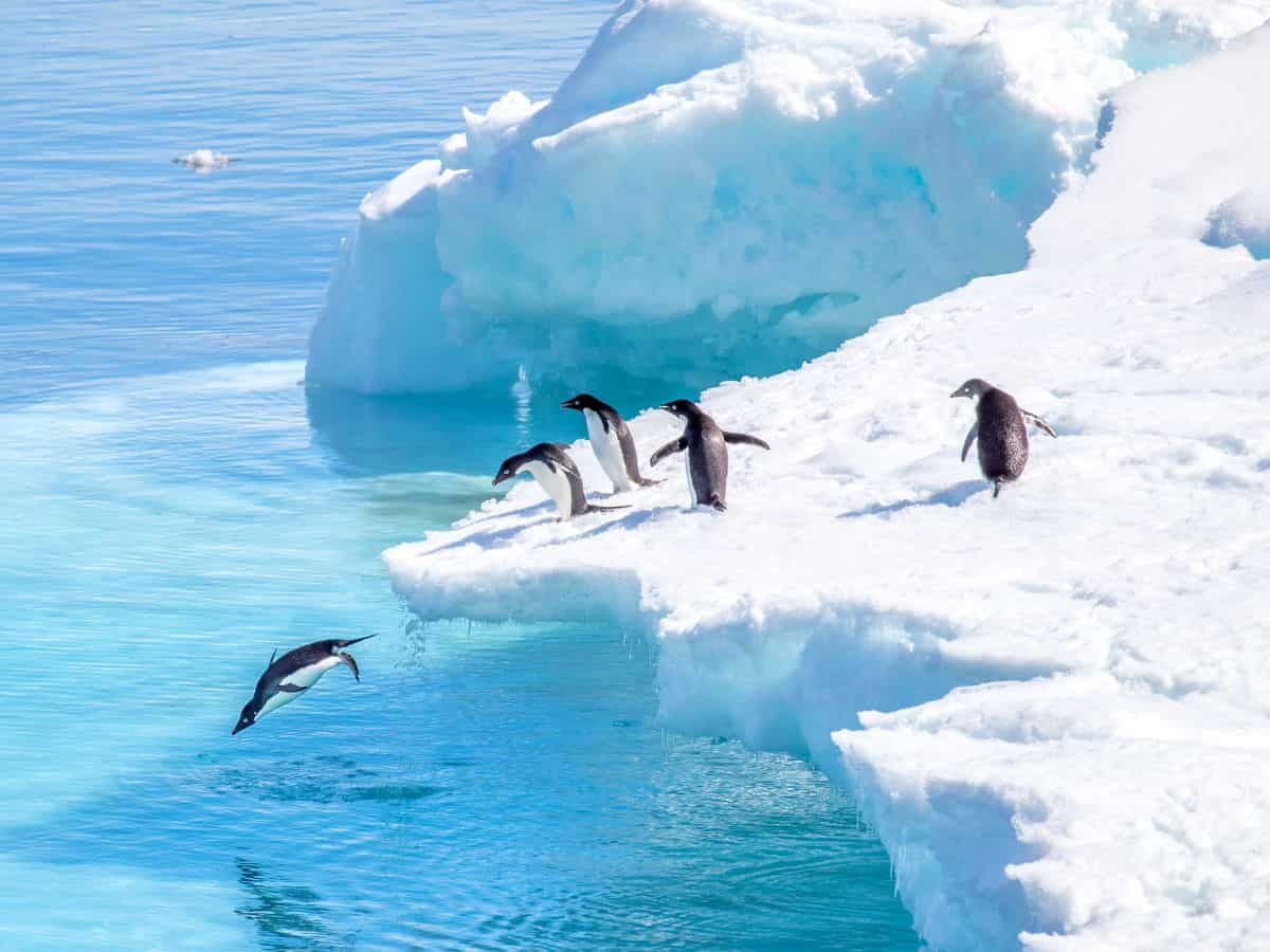 Antarctica Tours Polar Antarctica Tours