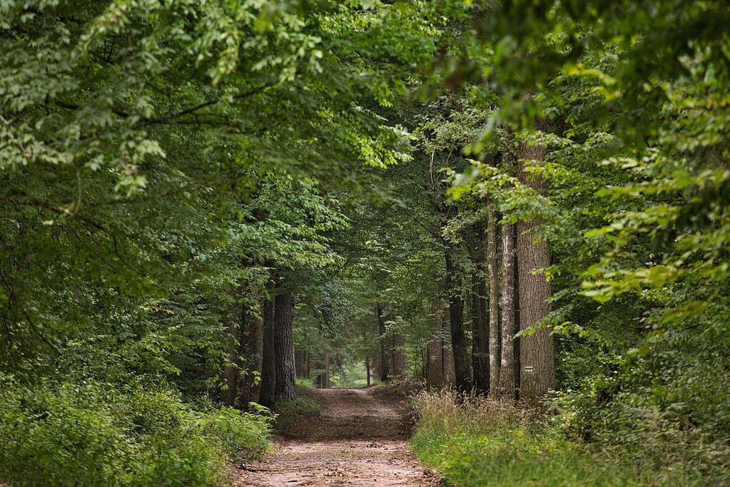 Bialowieza Forest 1 UNESCO sites Białowieża Forest