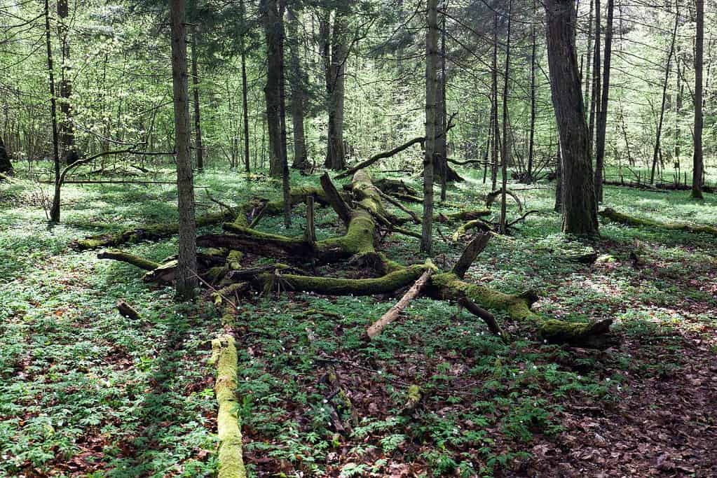 Bialowieza Forest UNESCO sites Białowieża Forest