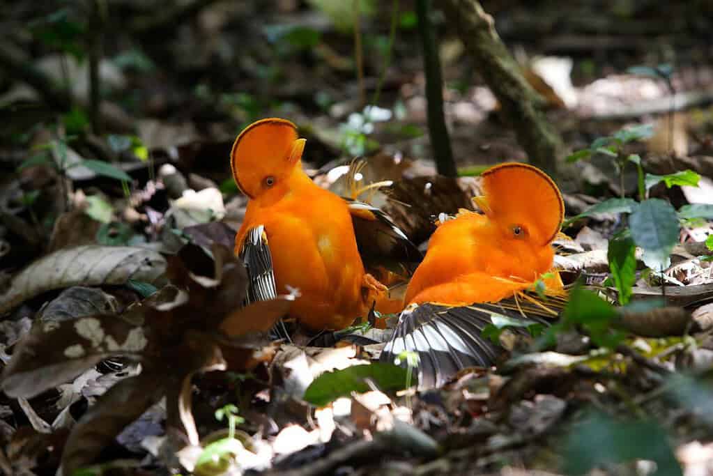 Central Suriname Nature Reserve UNESCO sites Central Suriname Nature Reserve