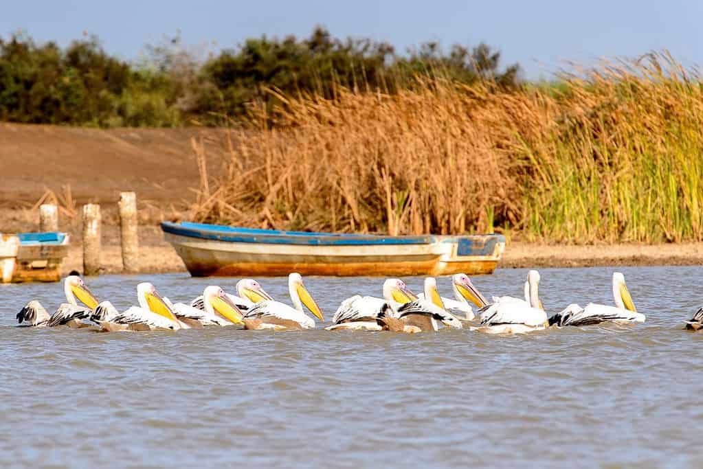 Djoudj National Bird Sanctuary UNESCO sites Djoudj National Bird Sanctuary