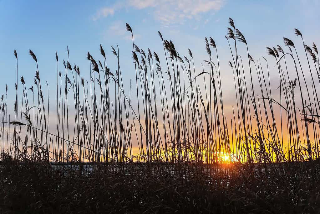 Ferto Neusiedlersee Cultural Landscape UNESCO sites Fertö _ Neusiedlersee Cultural Landscape