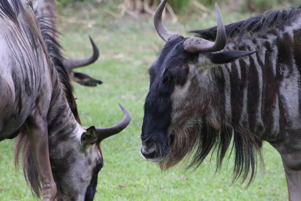 Garamba National Park UNESCO sites Garamba National Park