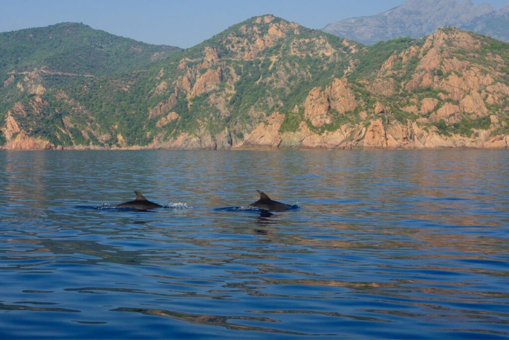 Gulf of Porto Calanche of Piana Gulf of Girolata Scandola Reserve UNESCO sites Gulf of Porto: Calanche of Piana, Gulf of Girolata, Scandola Reserve