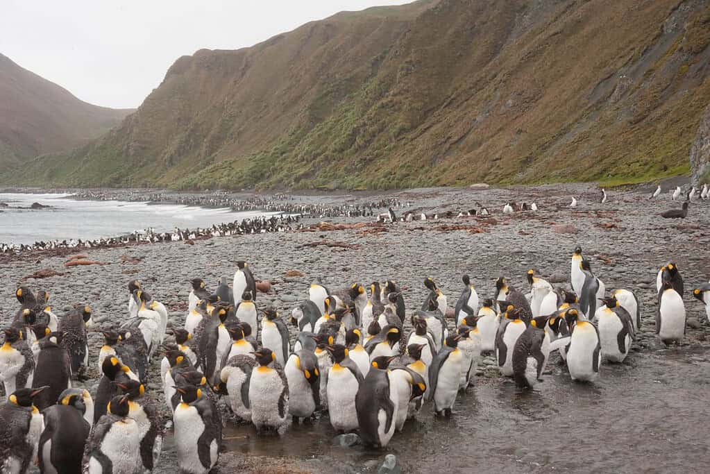 Macquarie Island UNESCO sites Macquarie Island