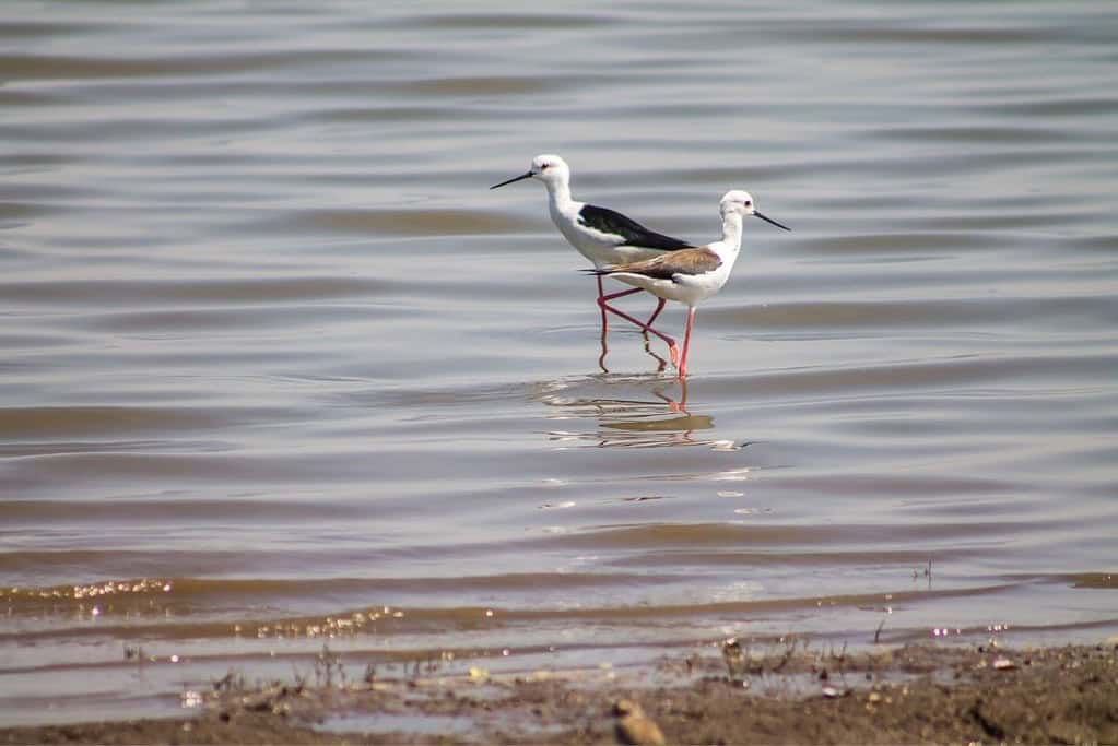 Migratory Bird Sanctuaries along the Coast of Yellow Sea Bohai Gulf of China UNESCO sites Migratory Bird Sanctuaries along the Coast of Yellow Sea-Bohai Gulf of China