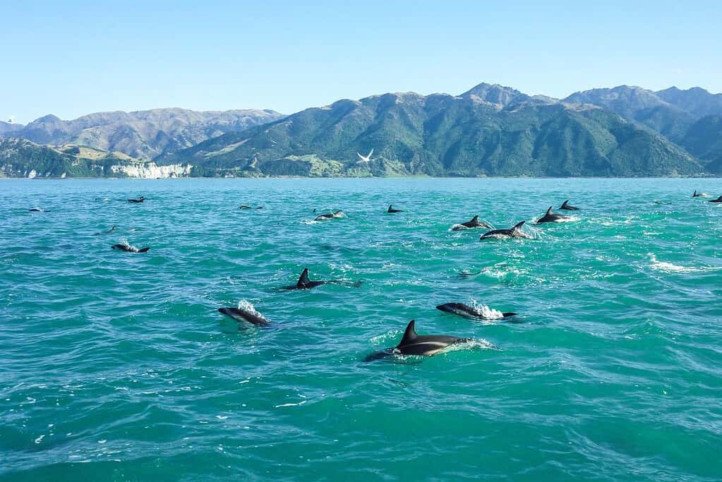 New Zealand Sub Antarctic Islands UNESCO sites New Zealand Sub-Antarctic Islands