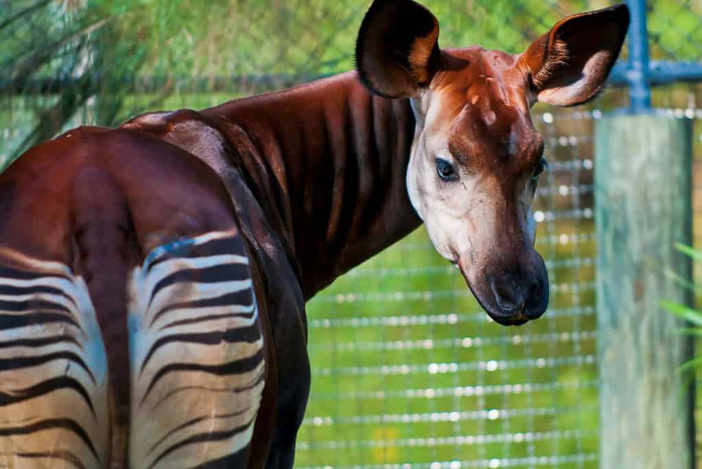 Okapi Wildlife Reserve UNESCO sites Okapi Wildlife Reserve