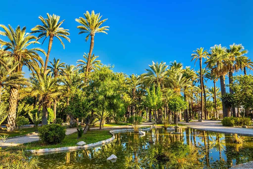 Palmeral of Elche UNESCO sites Palmeral of Elche