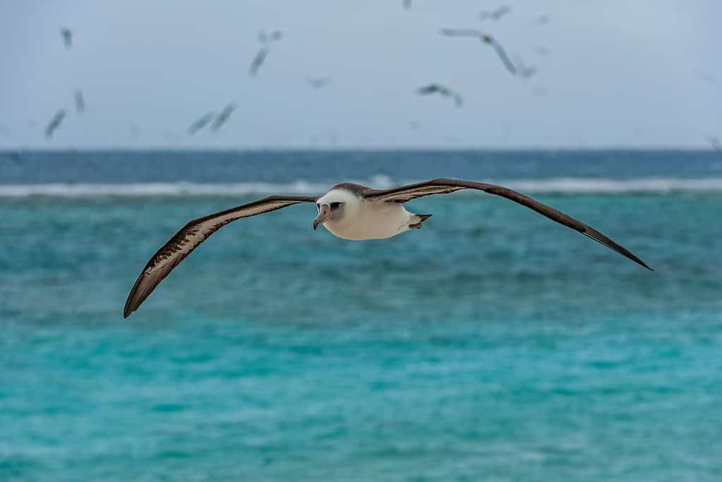 Papahanaumokuakea UNESCO sites Papahānaumokuākea
