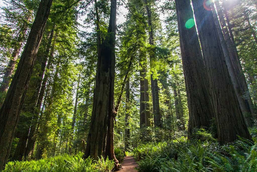 Redwood National and State Parks UNESCO sites Redwood National and State Parks