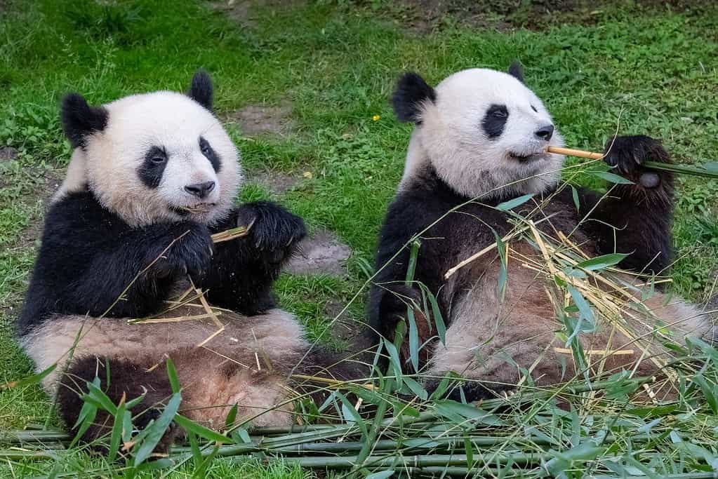 Sichuan Giant Panda Sanctuaries Wolong Mt Siguniang and Jiajin Mountains UNESCO sites Sichuan Giant Panda Sanctuaries - Wolong, Mt Siguniang and Jiajin Mountains