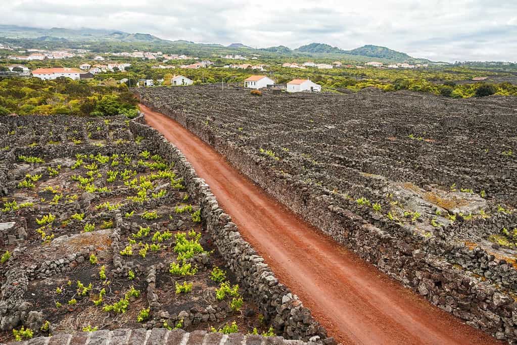 The Landscape of the Pico Island Vineyard Culture UNESCO sites The Landscape of the Pico Island Vineyard Culture
