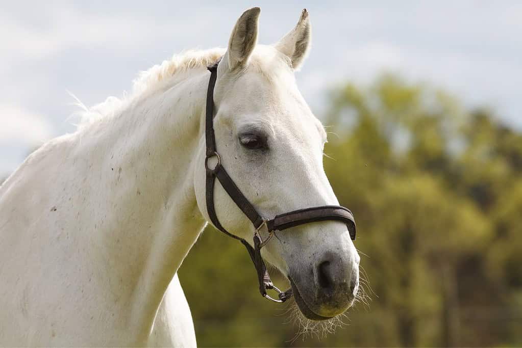 The landscape for Breeding and Training of Ceremonial Carriage Horses at Kladruby nad Labem UNESCO sites The landscape for Breeding and Training of Ceremonial Carriage Horses at Kladruby nad Labem