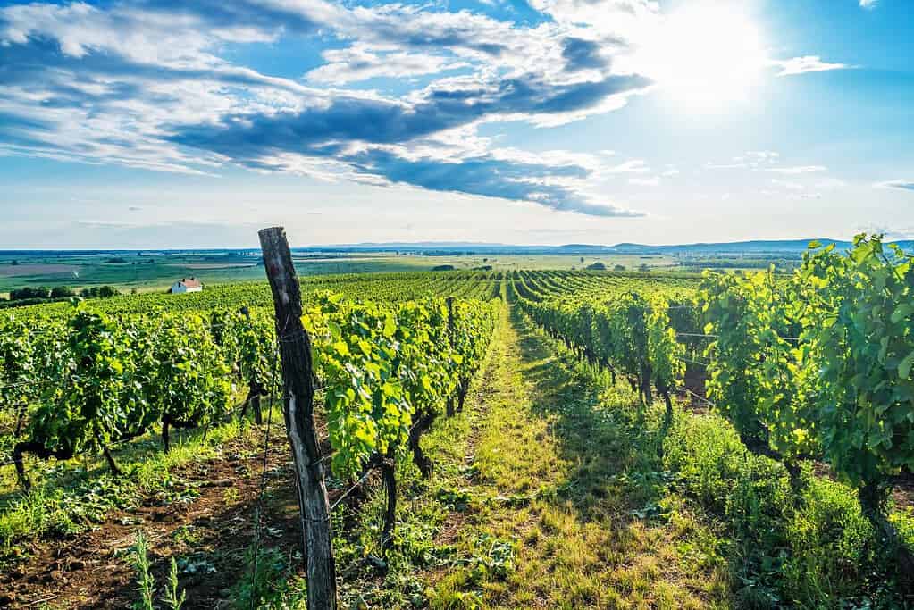 Tokaj Wine Region Historic Cultural Landscape UNESCO sites Tokaj Wine Region Historic Cultural Landscape