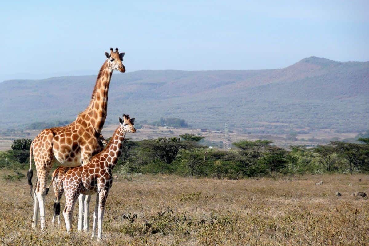 Tours in Kenya