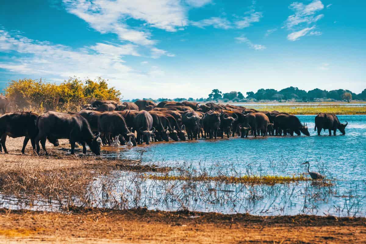 UNESCO World Heritage Sites in Botswana