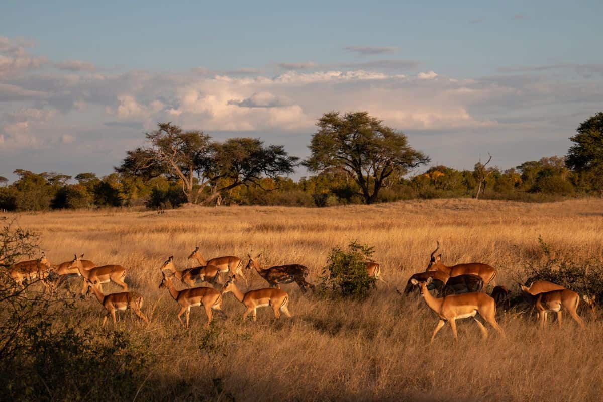 UNESCO World Heritage Sites in Zimbabwe