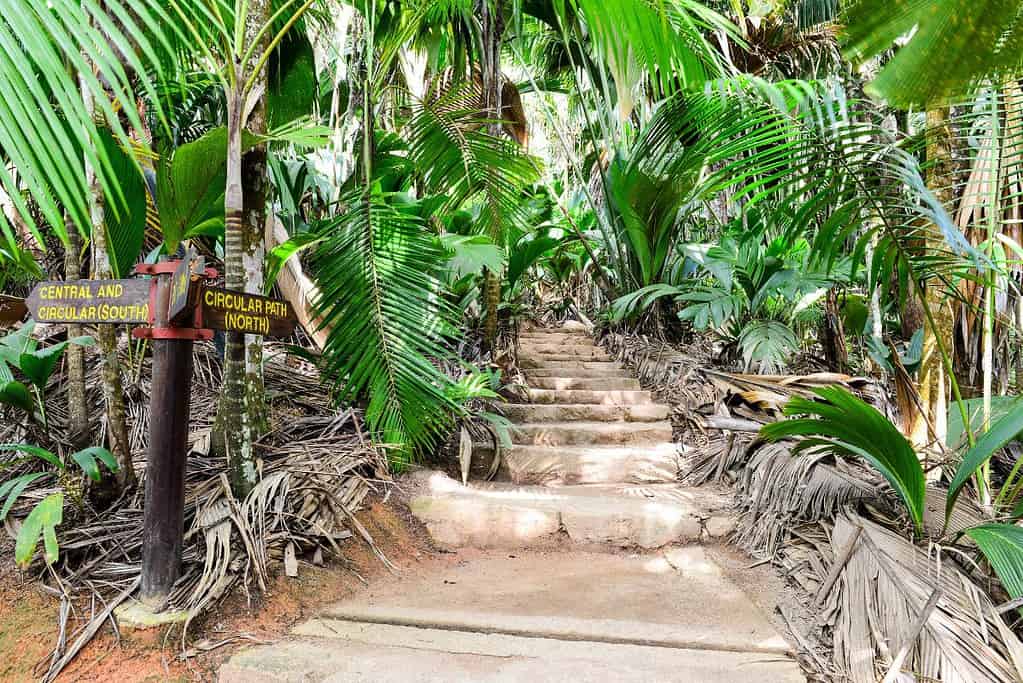 Vallee de Mai Nature Reserve UNESCO sites Vallée de Mai Nature Reserve