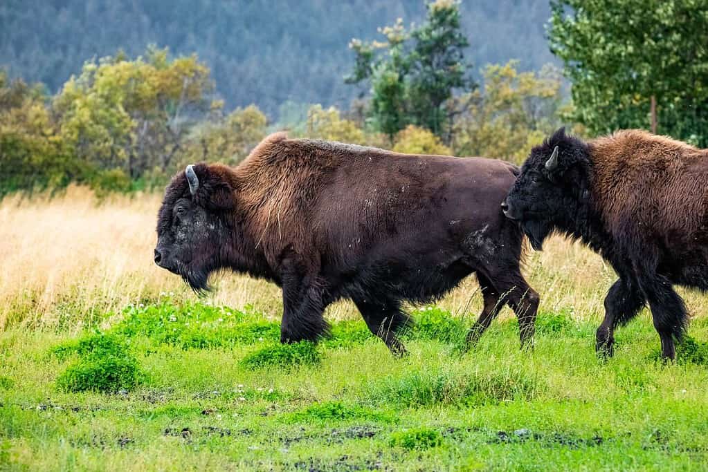 Wood Buffalo National Park UNESCO sites Wood Buffalo National Park